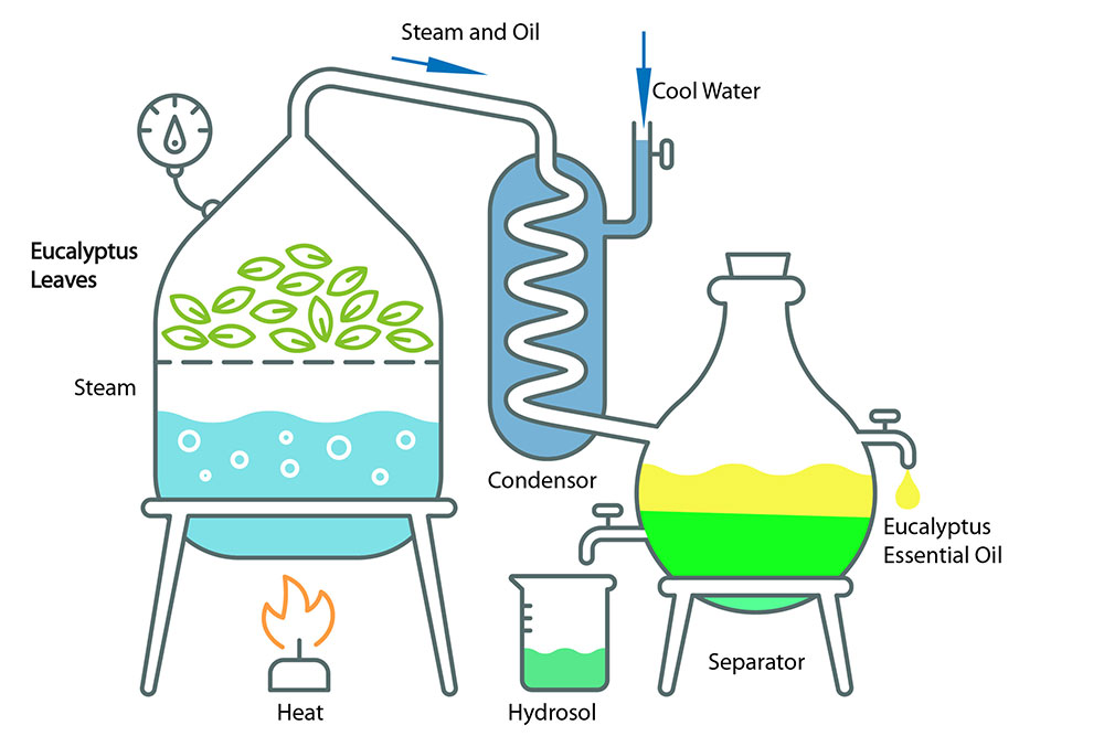 Eucalytus-essential-oil-distillation-scaled